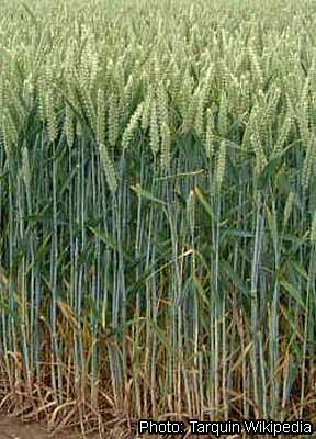 Triticum aestivum